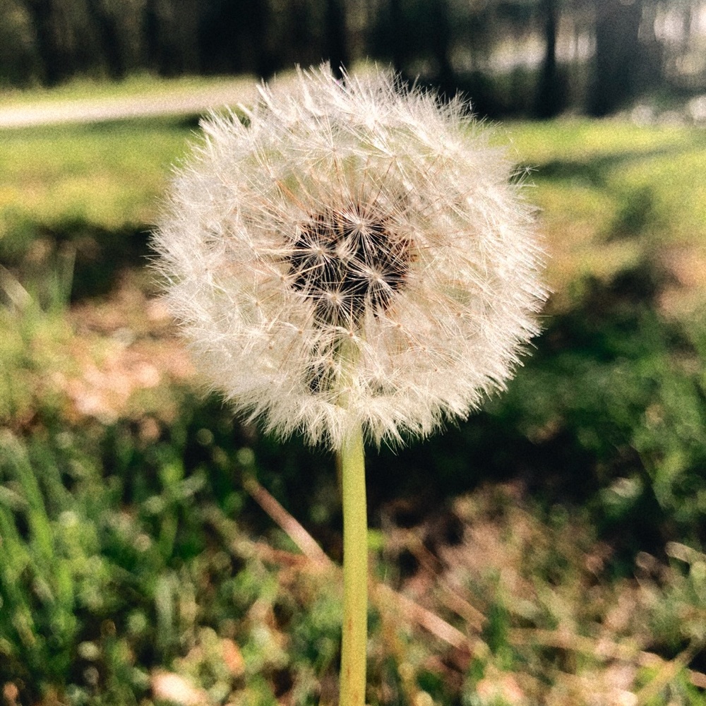 Meet your Posher, Maddie